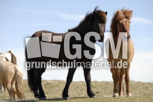 Islandpferde (41 von 50).jpg